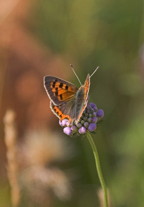 Small Copper DM0092